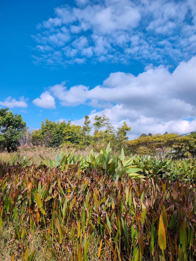 普洱山野漫步這片秘境藏滿了治癒系風景