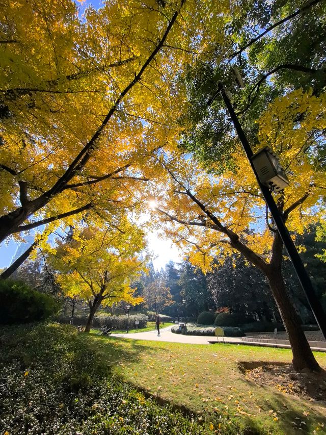 申城賞秋正當時 申城賞秋正當時