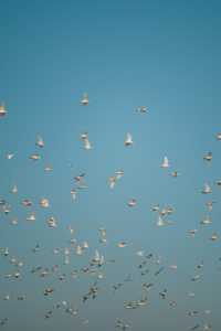 淀山湖喜來登偶遇網紅黑貓店長|松下S9膠片風大片