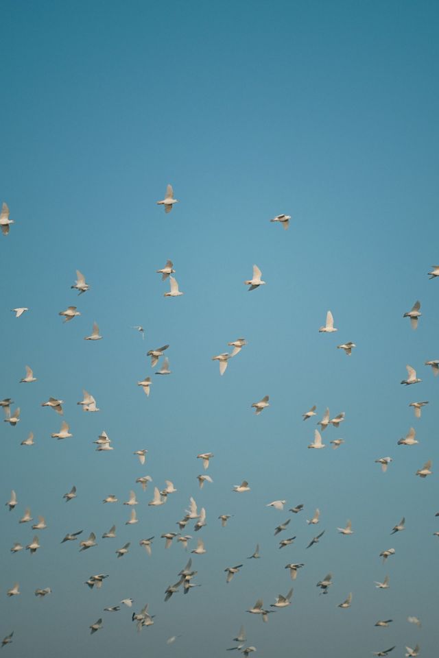 淀山湖喜來登偶遇網紅黑貓店長|松下S9膠片風大片 淀山湖喜來登偶遇網紅黑貓店長|松下S9膠片風大片