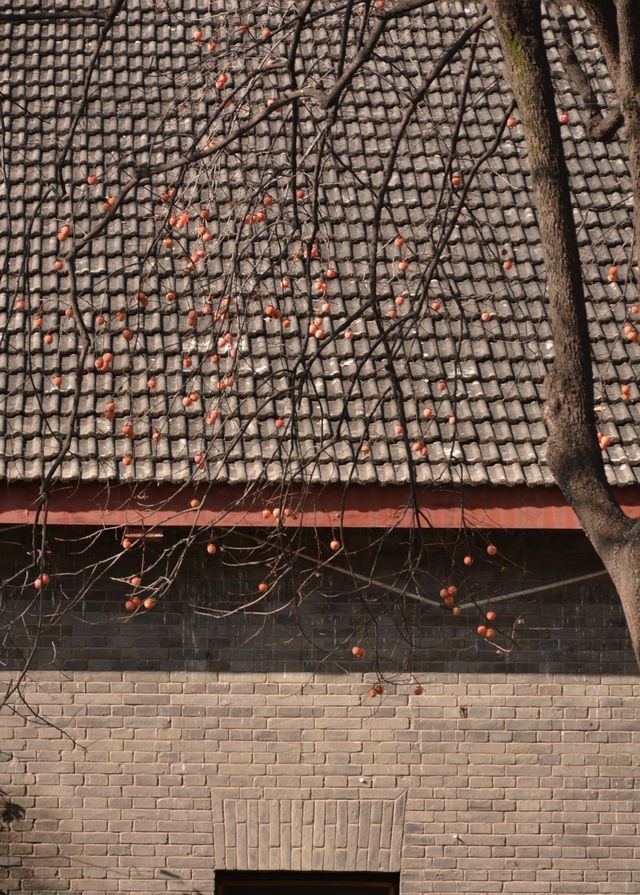 【住美豪，尋冬趣｜遇見香火與暖陽交織的古都冬天】