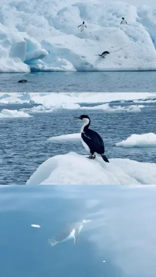 Look! It's Antarctica Live!