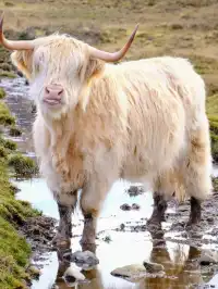 春節去英國!冬日之旅這次真的太值得了!