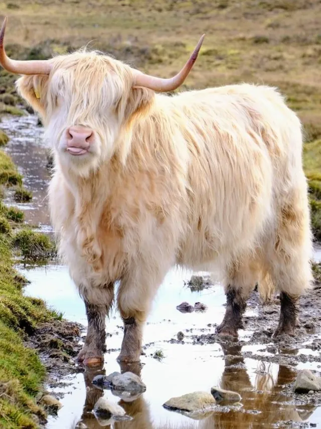 春節去英國!冬日之旅這次真的太值得了! 春節去英國!冬日之旅這次真的太值得了!