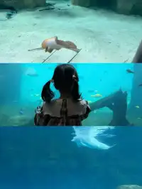 2歲寶寶,珠海長隆2天1晚遊玩攻略