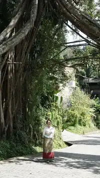 國慶昆明-普洱-景邁山自由行攻略