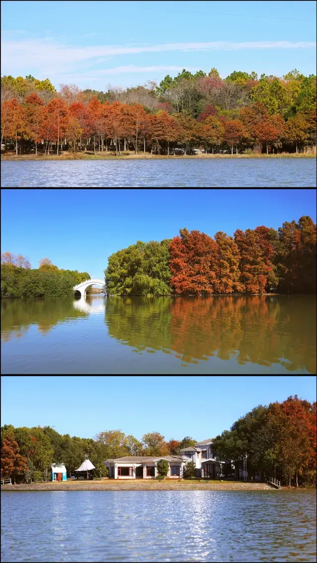 終於等來上海天花板水杉林的封神期附攻略 終於等來上海天花板水杉林的封神期附攻略