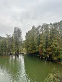 江門隱秘美景森林湖