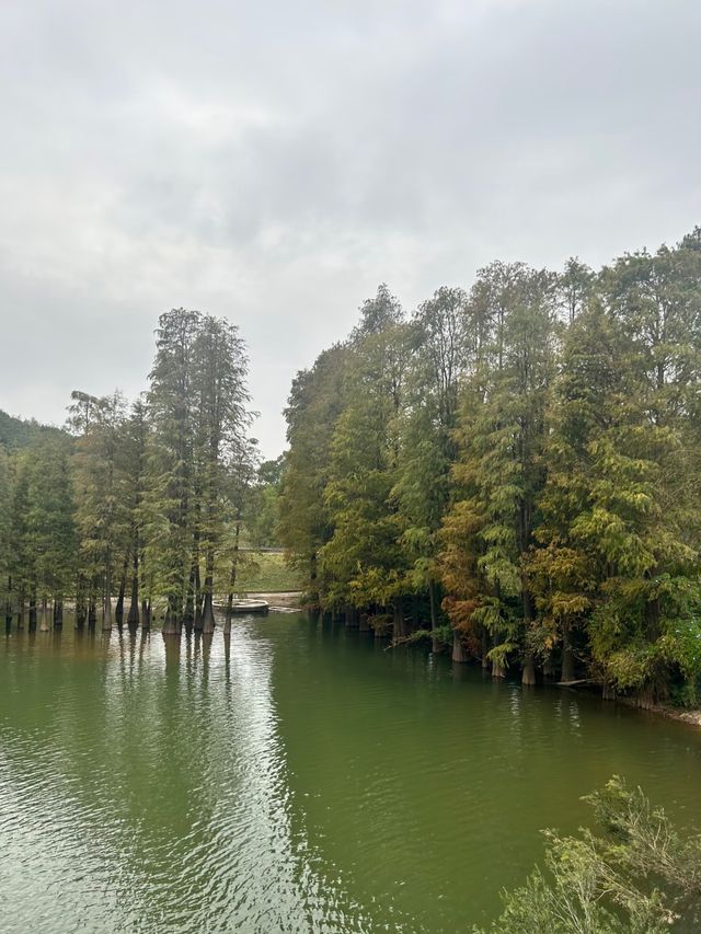 江門隱秘美景森林湖 江門隱秘美景森林湖