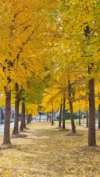 黃金城道及周邊最全銀杏拍攝citywalk路線