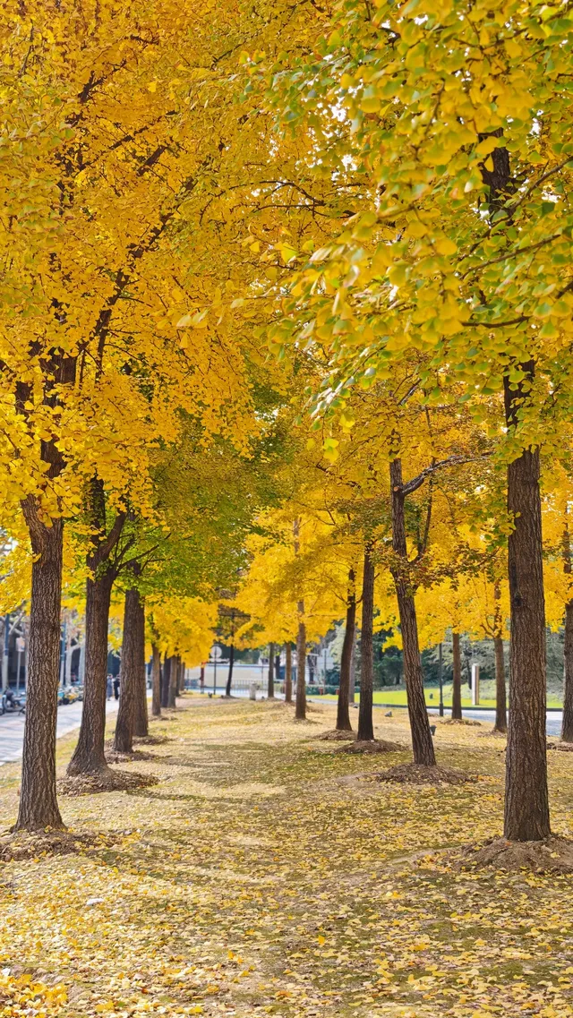 黃金城道及周邊最全銀杏拍攝citywalk路線 黃金城道及周邊最全銀杏拍攝citywalk路線