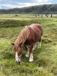 火山口在轟隆,腳下卻是抹茶草原|阿蘇火山