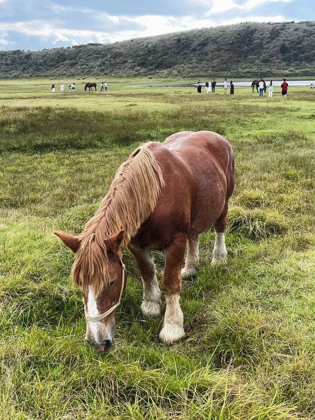 火山口在轟隆,腳下卻是抹茶草原|阿蘇火山 火山口在轟隆,腳下卻是抹茶草原|阿蘇火山