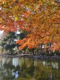 12.3魯迅公園秋日進度100％（附機位）