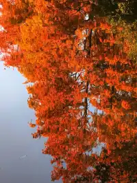 12.2live｜現實版莫奈油畫藏在武漢青山公園