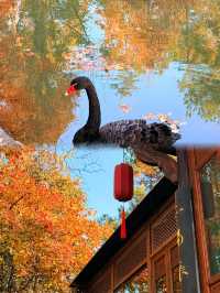 被問爆了!這個秋天在永泉小鎮,找到了江南最治癒的時光