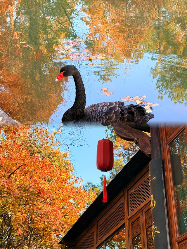被問爆了!這個秋天在永泉小鎮,找到了江南最治癒的時光 被問爆了!這個秋天在永泉小鎮,找到了江南最治癒的時光