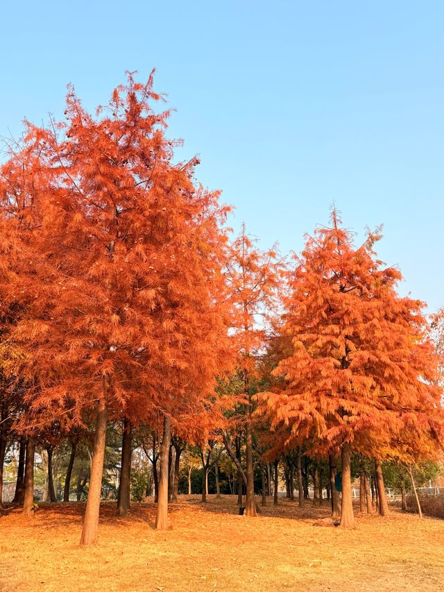 上海初冬限定浪漫|碳路者公園4點光影落羽杉 上海初冬限定浪漫|碳路者公園4點光影落羽杉