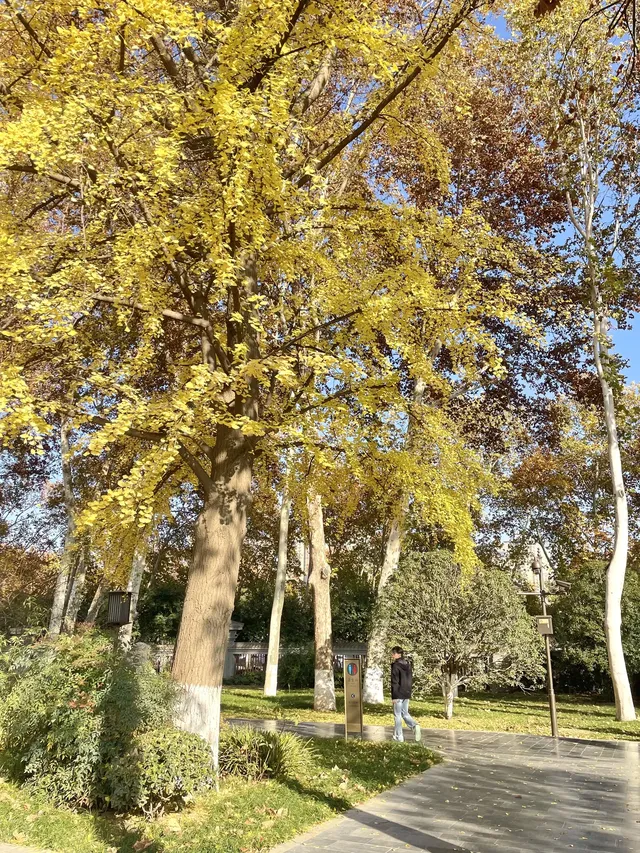 西安興慶宮｜在皇家園林裡接住最後一捧銀杏