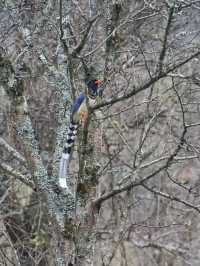 唐家河自然風光漫遊