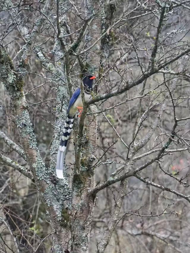 唐家河自然風光漫遊
