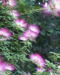 深圳仙湖植物園|遛娃寶藏地打卡賞花絕佳去處