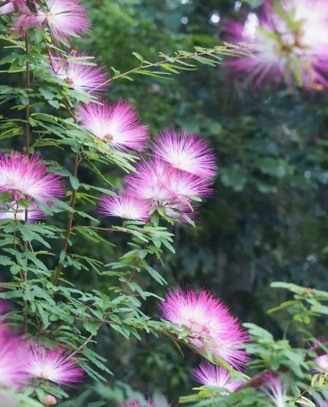 深圳仙湖植物園|遛娃寶藏地打卡賞花絕佳去處 深圳仙湖植物園|遛娃寶藏地打卡賞花絕佳去處