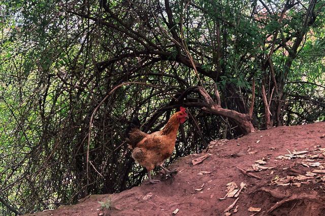 推薦一個雲南大理真正冷門的古村落 推薦一個雲南大理真正冷門的古村落