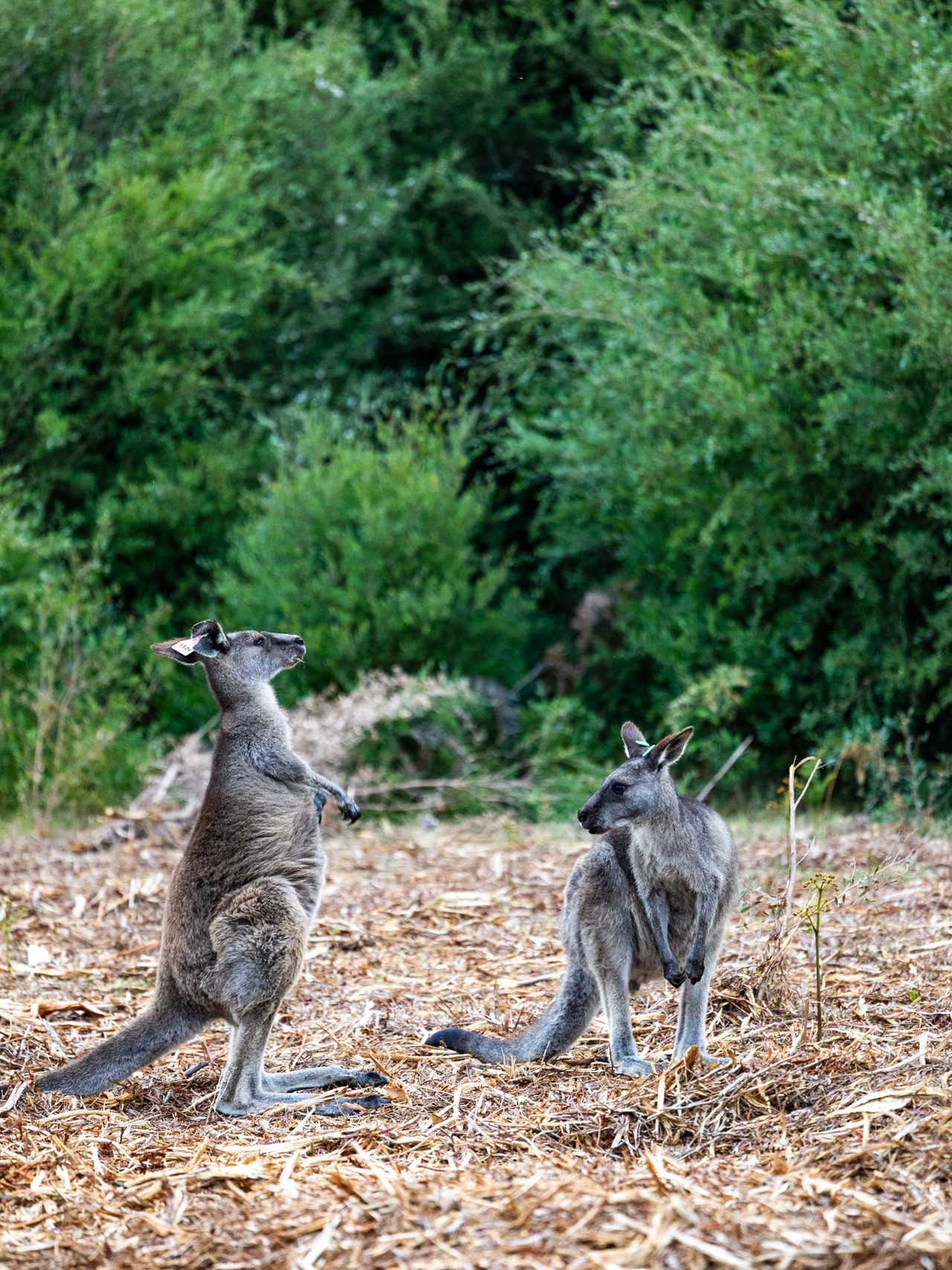 At the Edge of Australia's Mainland: Wilsons Promontory National Park