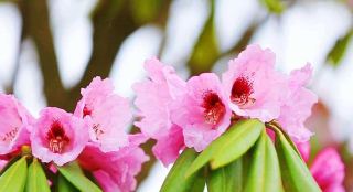 "สวิตเซอร์แลนด์น้อยแห่งเสฉวนตะวันออก"! ดอกโรโดเดนดรอนบานสะพรั่งเต็มที่บนภูเขาปาไท่ซาน