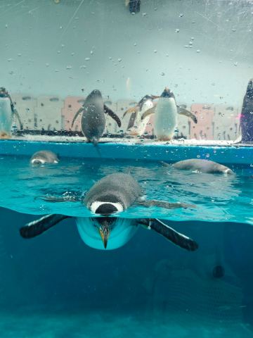 Zhengjia Polar Ocean World is making a splash again | Trip.com