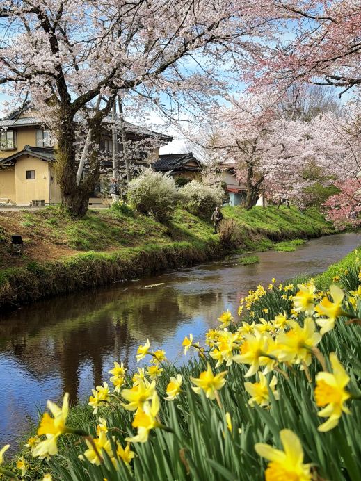 富士山の麓、河口湖や新倉山浅間公園では、桜の季節が徐々に終わりを