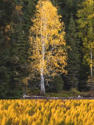 Altay vs Inner Mongolia in autumn: instantly know which one is your favorite