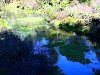 Blue Spring & Te Waihou Walkway, NZ North Island | Tiffany Blue in a Hidden Paradise.