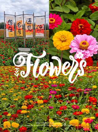 Discover the Bayan Zhongxing Flower Sea, a hundred acres of vibrant flowers in a riot of colors. A gentle breeze carries the fragrance of blossoms, and every glance reveals a breathtaking panorama. Stroll through the flower fields and experience the charm of rural life.