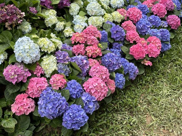本地遊 | 坐港鐵遊香港 | 青衣站 | 兩個繡球花打卡熱點
