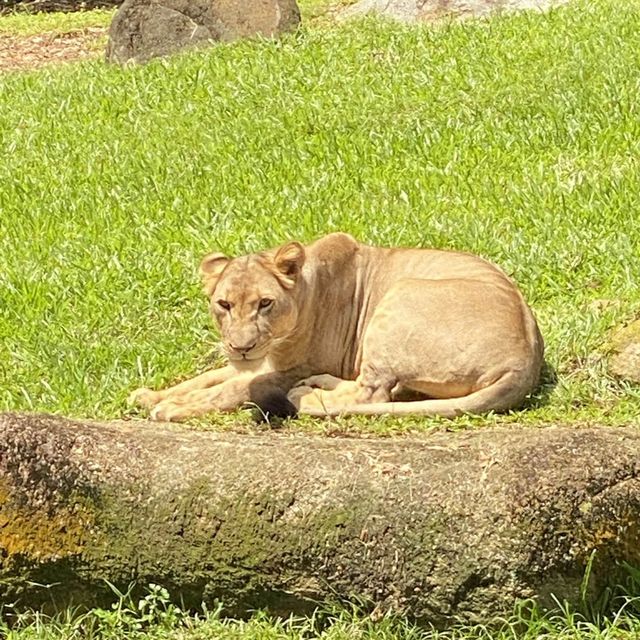 Top 3 Kids’ Activities at the Singapore Zoo