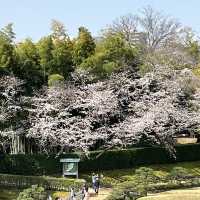 世界文化遺產 日本最美的三大庭園