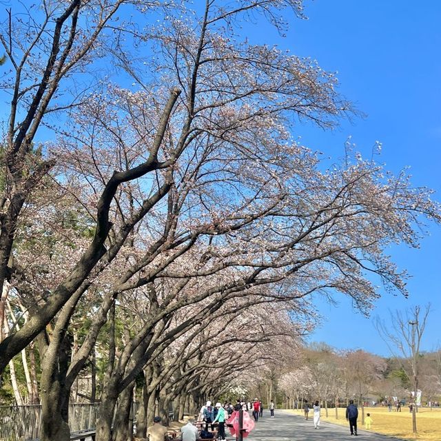 🌸2023년 3월 말, 과천 서울대공원 벚꽃🌸