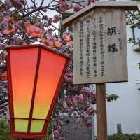 造幣局桜の通り抜け、桜は既に散り始め、有終の美