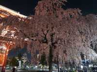 📍東京。2023 夜遊淺草寺 雷門 x 夜櫻。