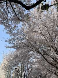 "올림픽 공원"에서 벚꽃 즐겨주기🌸