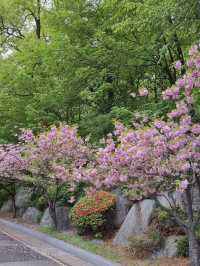 이국적인 겹벚꽃 명소, 경희대학교🌸
