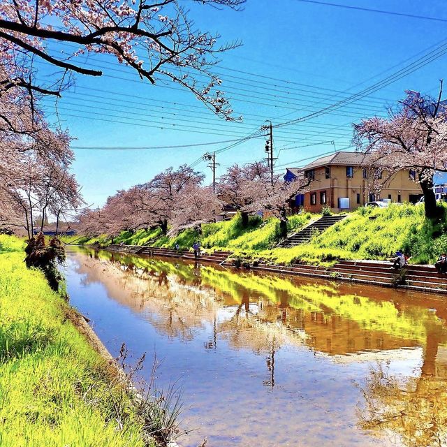 新境川　桜並木