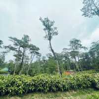 Exploring Baguio’s Botanical Wonders