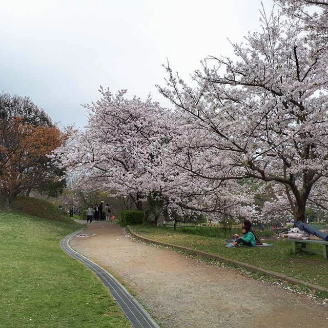 Cherry Blossom 🌸