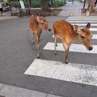 Oh deer! Thousands of deer at Nara Park 🦌