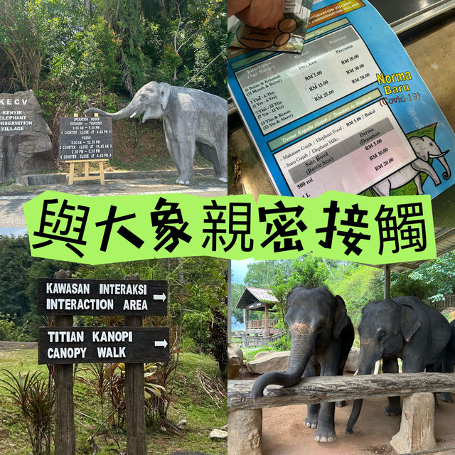 與大象親密接觸 🐘