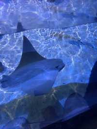 SEA LIFE Arizona Aquarium 🦈✨