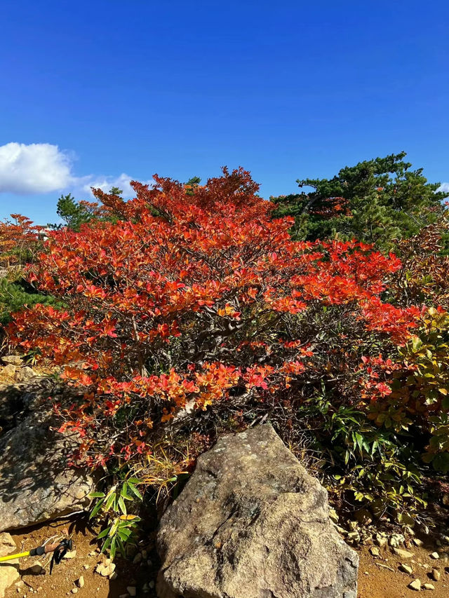 【福島】絶景が見れる薬師岳パノラマパーク